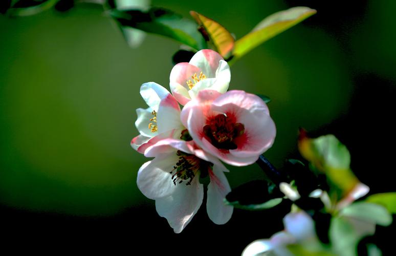 苹果安装以太坊钱包(苹果安装以太坊钱包教程)