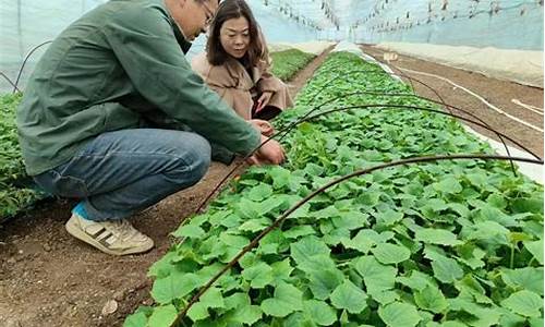 荆门男子田间发掘战国青铜剑，战国青铜器的独特魅力揭秘 行情