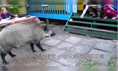 野猪突然闯入饭馆 食客团结制服全过程(野猪闯进面馆) 野猪突然闯入饭馆 食客团结制服全过程(野猪闯进面馆) 币圈生态